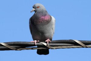 Feral Rock Pigeon (Columba livia) perched with a blue sky background